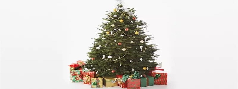 Čas najít si svůj vánoční stromek je tu!