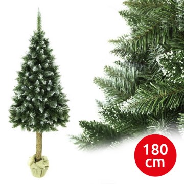 Vánoční stromek na kmenu 180 cm jedle